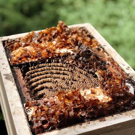 Hunter CHISWICK COLLAB / native bee honey + thyme